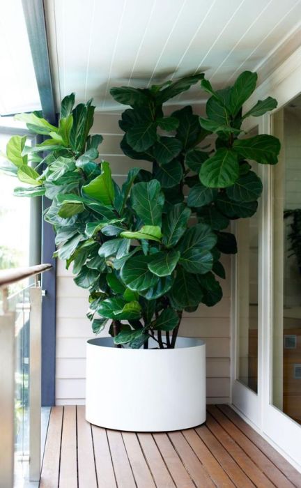 Растения и деревья способны повышать влажность воздуха в любом помещении.