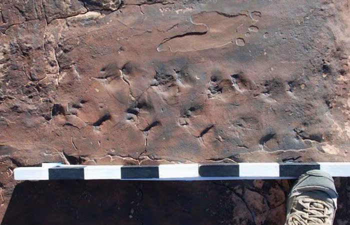 Следы древней рептилии Chelichnus gigas в Неваде.