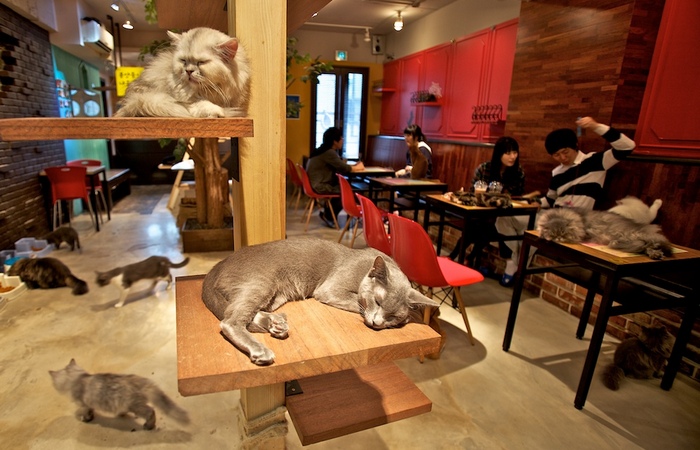 В Японии можно сходить в кафе для кошек.