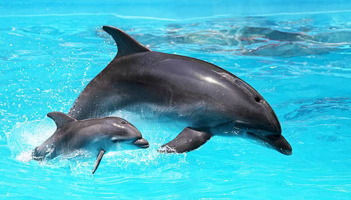 Уникальные возможности дельфинов.