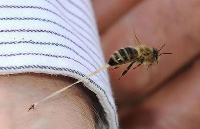 Полезный совет: кредитка поможет при пчелиных укусах.