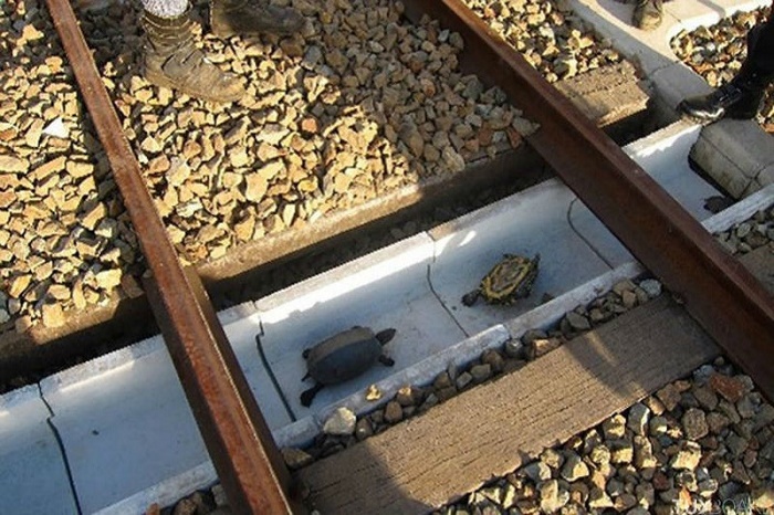 Туннель для перехода черепах через железнодорожные пути.