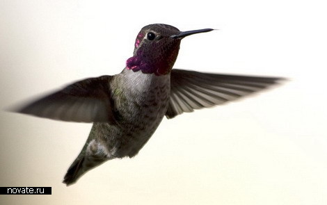 Современные роботы Современные роботы