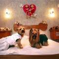 Интим-отель для собак открылся в Бразилии