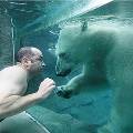 В Канаде появился бассейн, в котором люди плавают с медведями