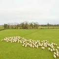 Ирландский фермер завёл вместо собаки пастуха-дрона