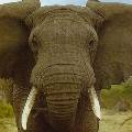 Слон сделал первое в мире «селфи» в британском сафари-парке