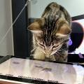 В видеоигры на iPad смогут играть коты 