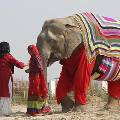 В Индии слонов одели в пижамы, чтобы не мёрзли по ночам