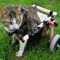 В США на 3D-принтере напечатали «инвалидную коляску» для котенка 