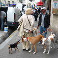 Французы придумали, как избавить тротуары от собачьих фекалий