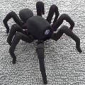 В Гонконге на 3D-принтере напечатали реалистичного «танцующего» паука 