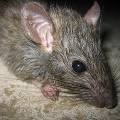 В Нью-Йорке объявлен необычный конкурс на самую страшную крысу