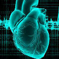 Ученые планируют печатать живое сердце на 3D-принтере