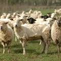 В Швейцарии овцы просигнализируют о нападении волков по SMS