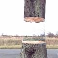 На обочине дороги в Германии появилось «летающее» дерево