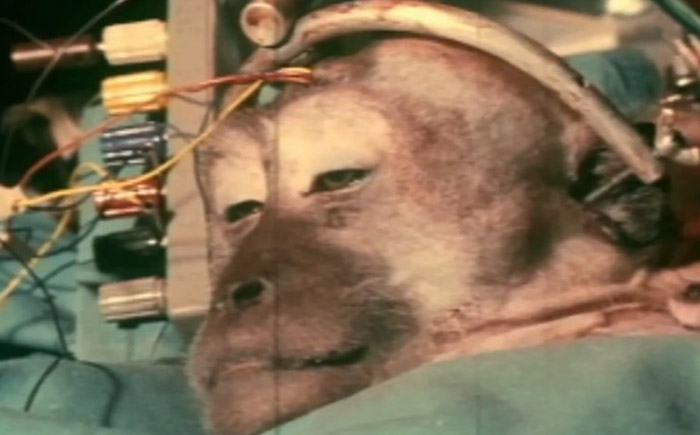 Трансплантация головы обезьяны