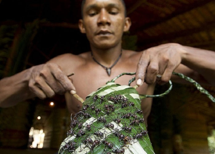 Перчатка из муравьёв-пуль племени сатере-маве