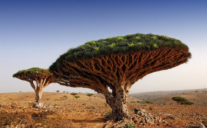 Драконовое дерево, Йемен