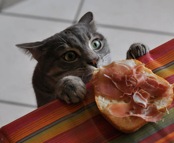 http://www.novate.ru/files/u33352/cat-thief-funny-animal-pictures-11.jpg