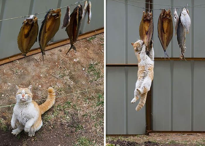 http://www.novate.ru/files/u33352/cat-thief-funny-animal-pictures-4.jpg