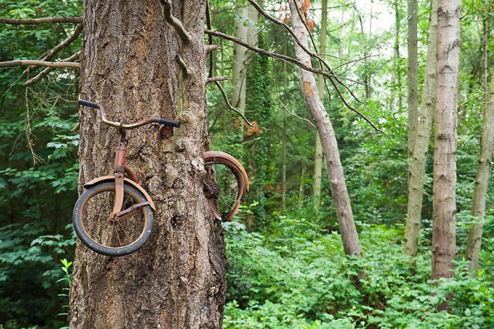 Картинки по запросу велосипедом, вросшим в дерево