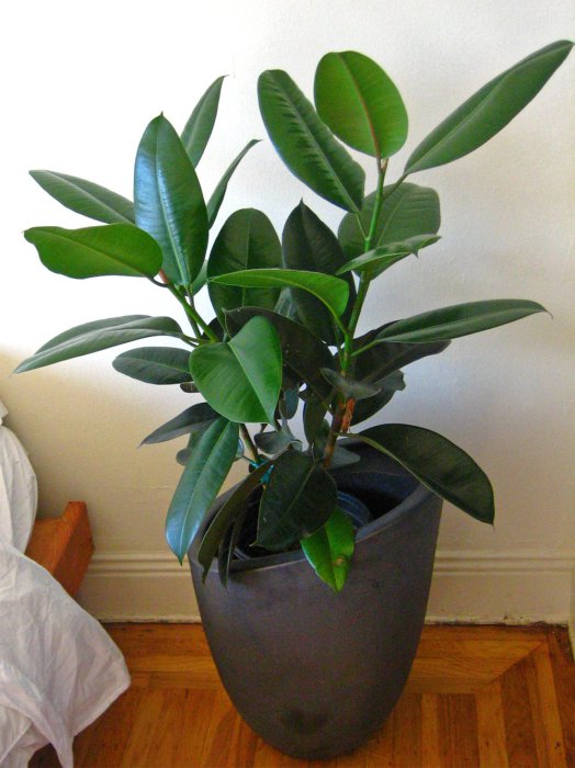 Домашні рослини очищають повітря в квартирі, а також служать як декоративний елемент.