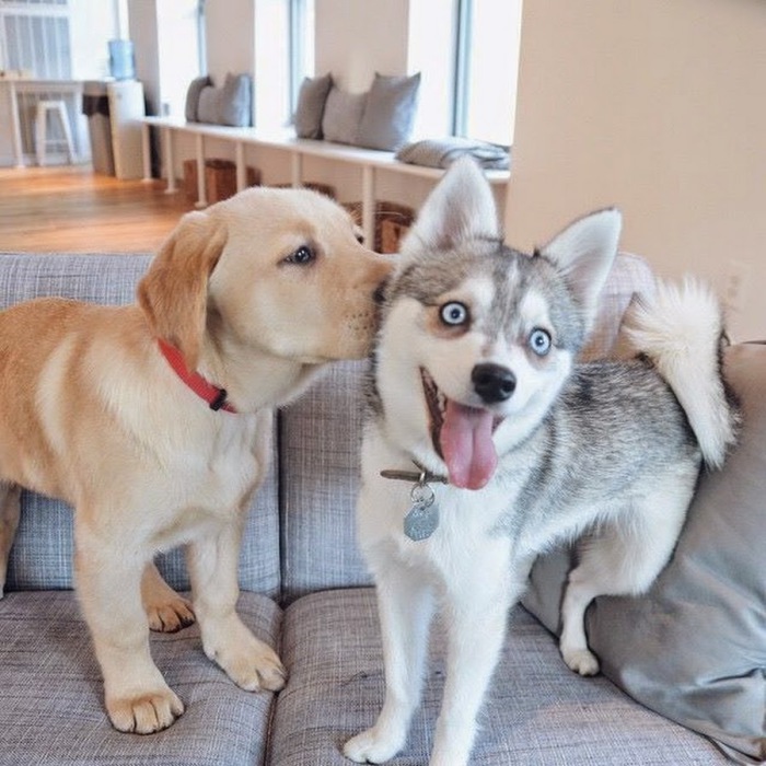 Удивленный внезапным поцелуем щенок хаски.
