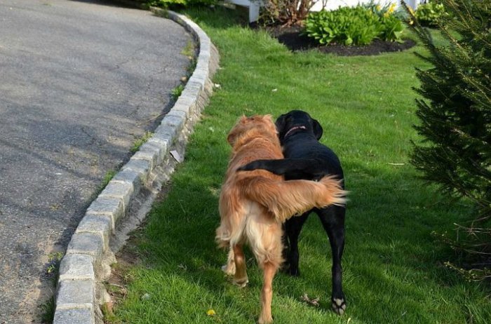 Собаки также могут дружить друг с другом.