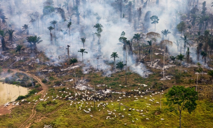 Частина джунглів Амазонки була спалена для повторного використання.