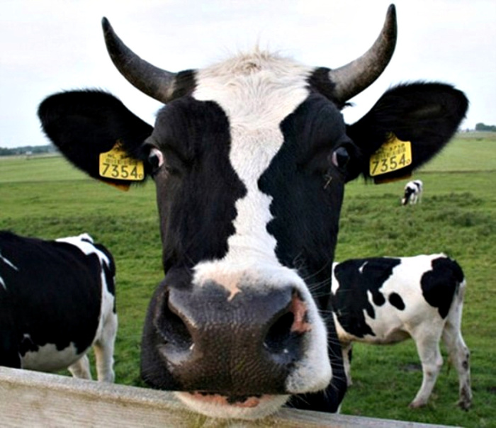 Оптическая иллюзия на носу коровы.