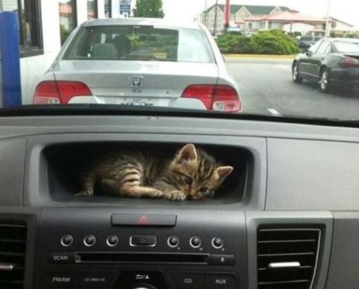 Специальное место для перевозки котят в автомобиле.