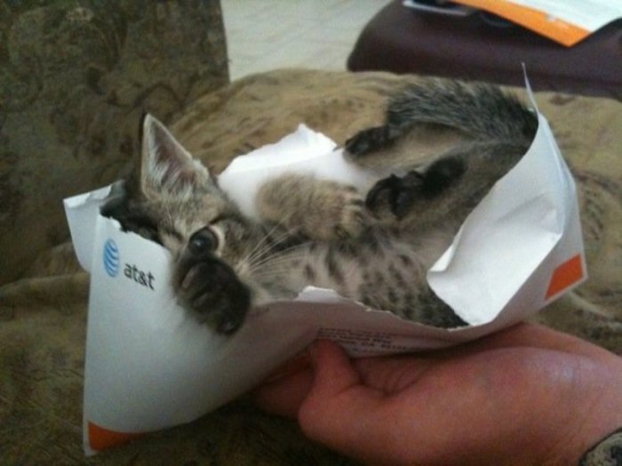 Иногда котята могут спать внутри конвертов с письмами.