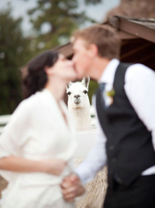 Ламы очень любят посещать свадьбы!