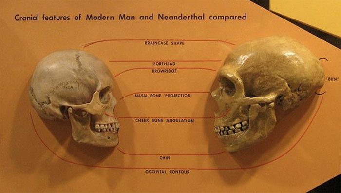 Неандертальцы и Homo sapiens не скрещивались.