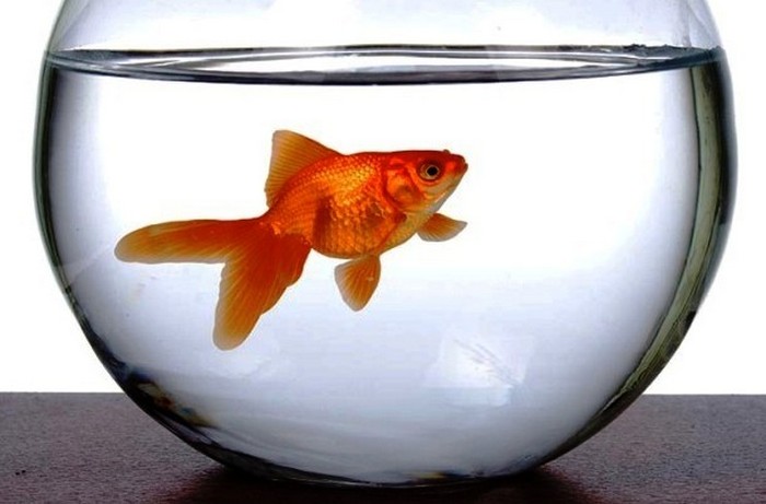 Золотая рыбка только в правильном аквариуме.