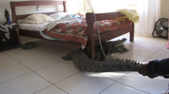 Крокодил под кроватью.