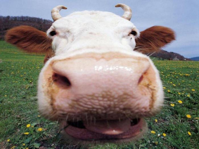 Коровий навоз как средство лечения бородавок.
