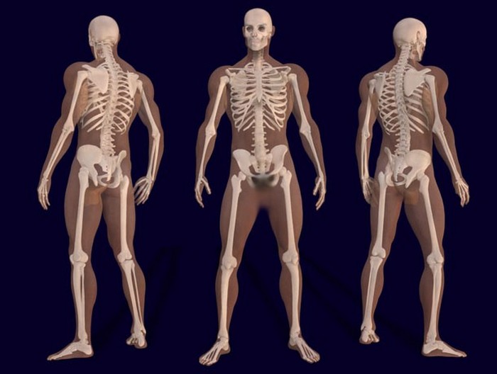 Скелет взрослого человека.