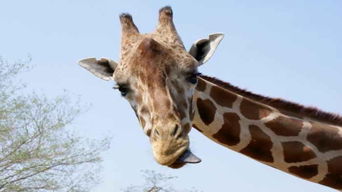 Жираф - рекордсмен по довжині шиї.