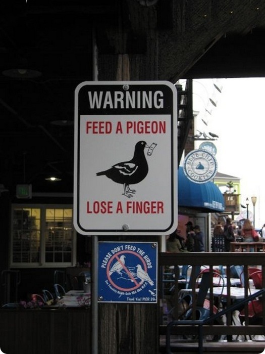 Опасные голуби