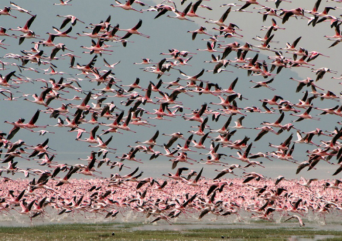 Миллионы розовых фламинго на озере Накуру.