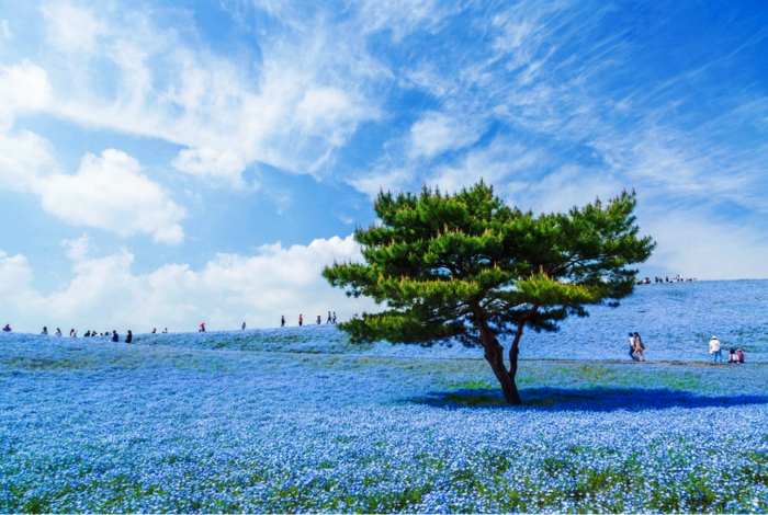 Цветущий парк Hitachi в Японии.