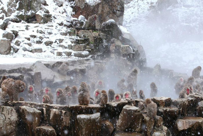 Горячие источники парка Джигокудани, где ежегодно зимуют и принимают ванны японские макаки.