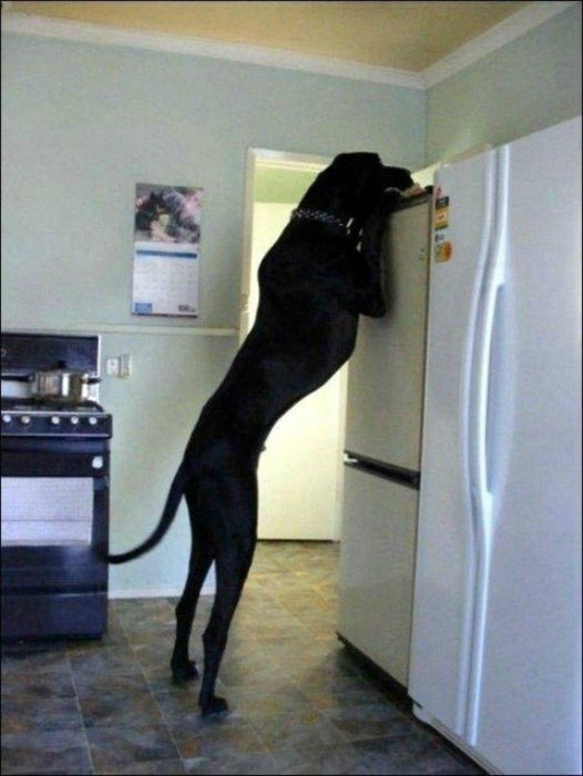 Найбільша в світі собака.