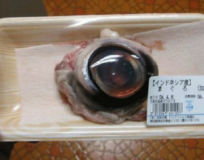 Отварные глаза тунца.
