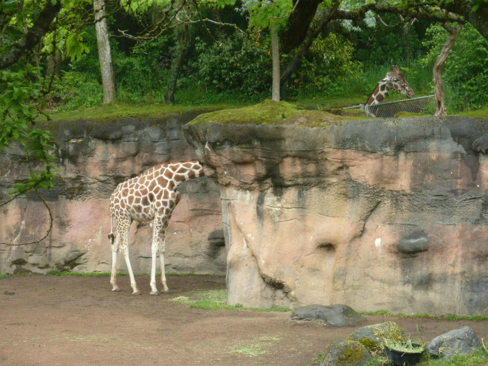 Жираф-шутник.