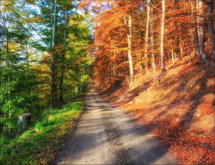 Потрясающий снимок леса в самом начале осени.