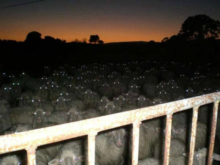 Множество овец на пастбище ночью.