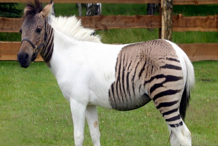 Зеброїда - помісь поні і зебри.